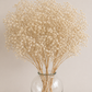 Preserved Gypsophila Bunch (Baby's breath)