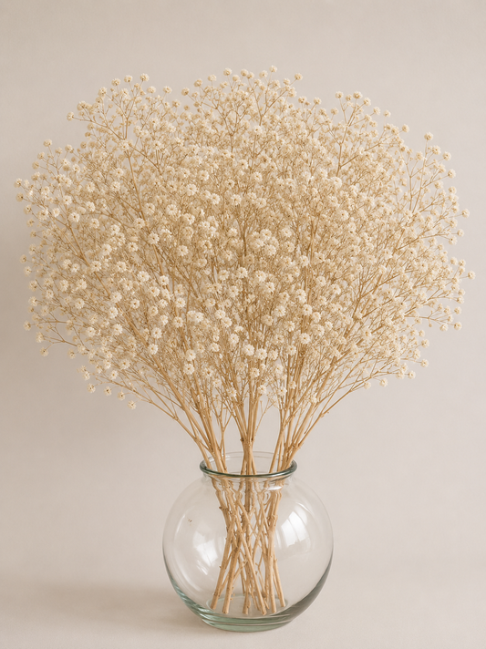 Preserved Gypsophila Bunch (Baby's breath)