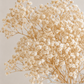 Preserved Gypsophila Bunch (Baby's breath)