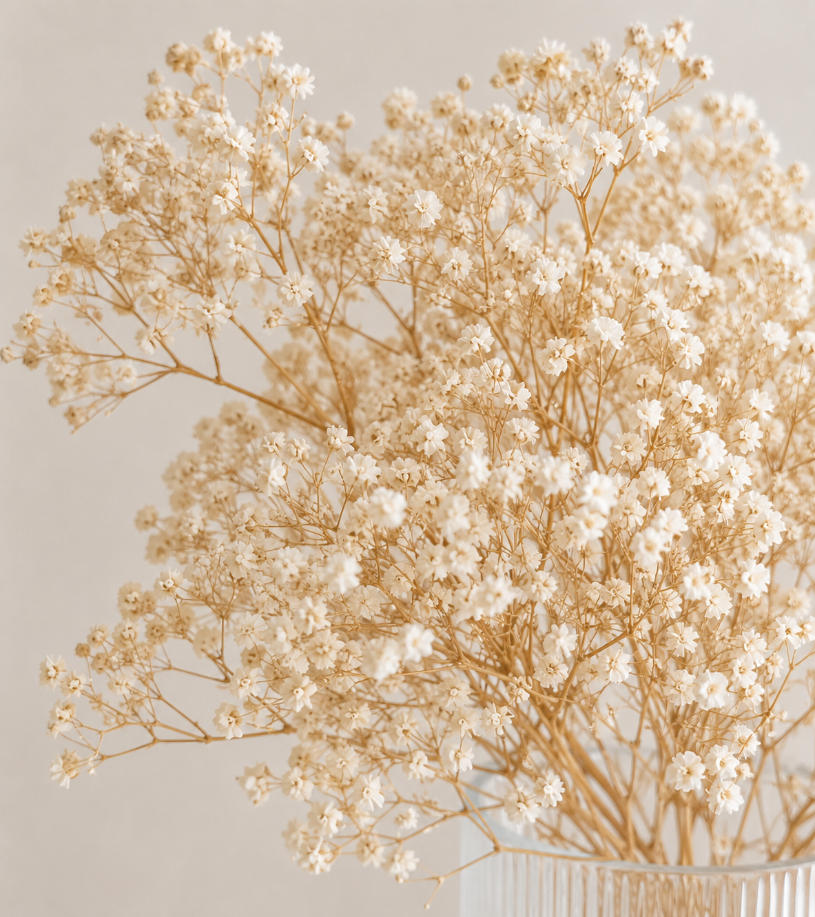 Preserved Gypsophila Bunch (Baby's breath)