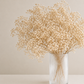 Preserved Gypsophila Bunch (Baby's breath)