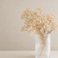 Preserved Gypsophila Bunch (Baby's breath)