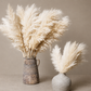 XL Fluffy Pampas Grass 110cm | Light Beige Pampas | Dried Flowers Pampas Arrangement
