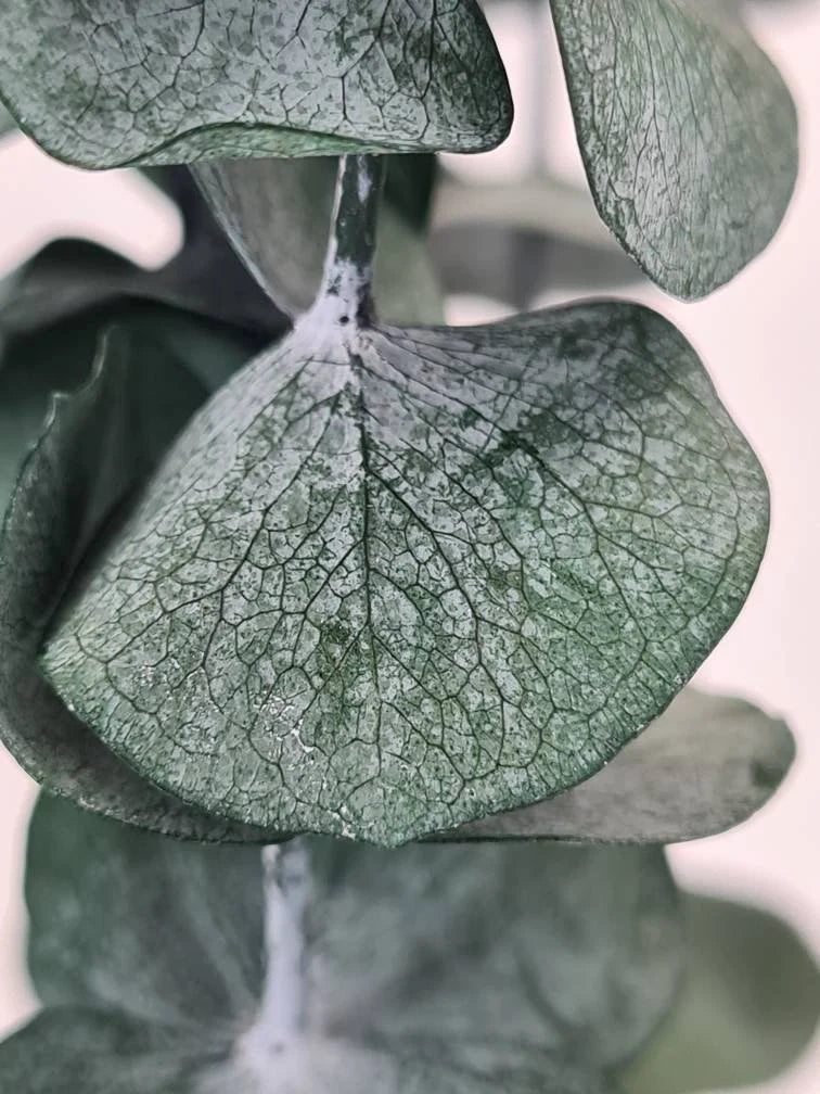 Preserved Mixed Eucalyptus Arrangement