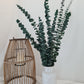 Green 'Baby Blue' Preserved Eucalyptus Bunch