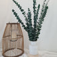 Green 'Baby Blue' Preserved Eucalyptus Bunch