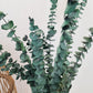 Green 'Baby Blue' Preserved Eucalyptus Bunch