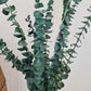 Green 'Baby Blue' Preserved Eucalyptus Bunch