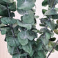 Green 'Baby Blue' Preserved Eucalyptus Bunch