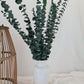 Green 'Baby Blue' Preserved Eucalyptus Bunch