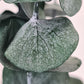 Green 'Baby Blue' Preserved Eucalyptus Bunch