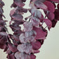 Red 'Baby Blue' Preserved Eucalyptus Bunch