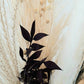 Luxury Large Monochrome Pampas Grass Bouquet with Black Bunnytails