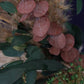 Safari Pampas cake topper wreath
